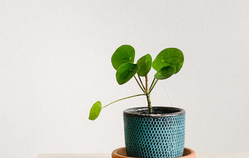 8 Auspicious Feng Shui Plants For Your Home