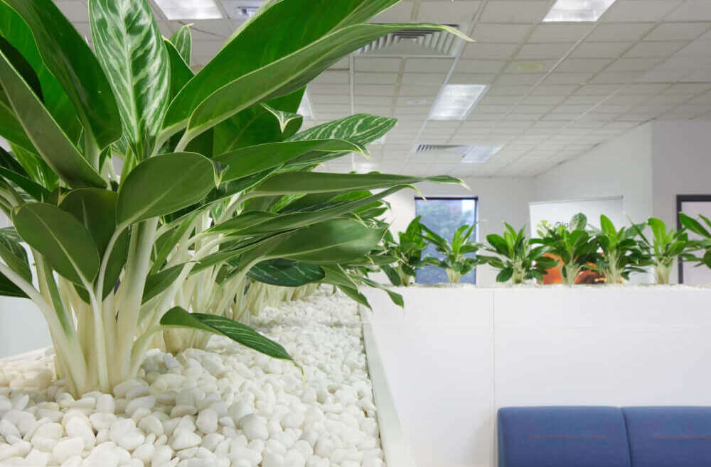 Lucky Plant, Office Plant, Fengshui Plant