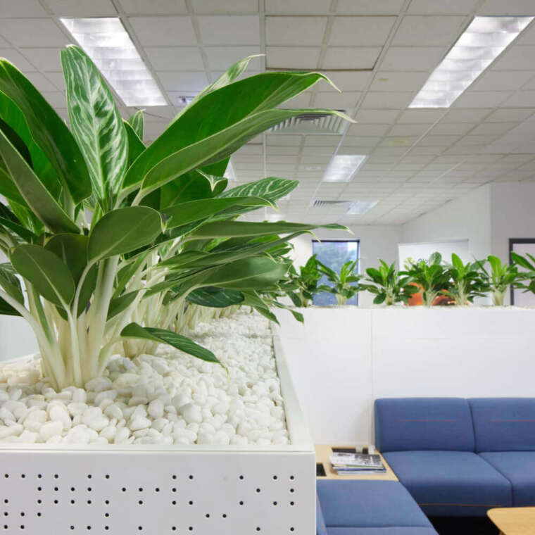 5 Best Feng Shui Plants for Office